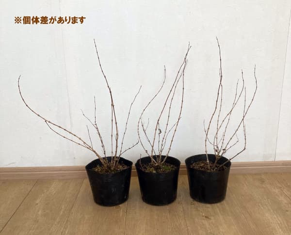 ヒメウツギ:ダンカン5号ポット