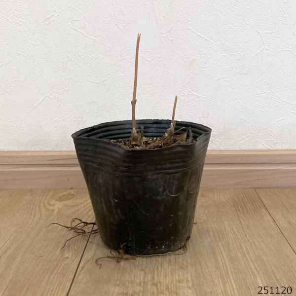 クレマチス：ニューラブ4号ポット