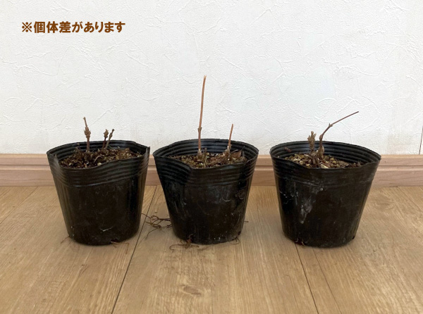 クレマチス：ニューラブ4号ポット