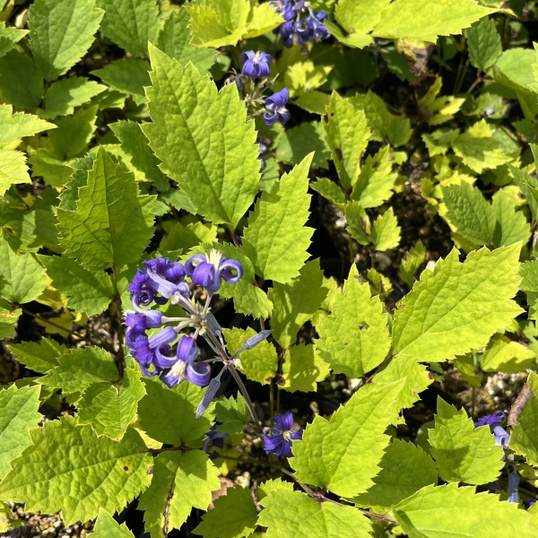 クレマチス：ニューラブ4号ポット