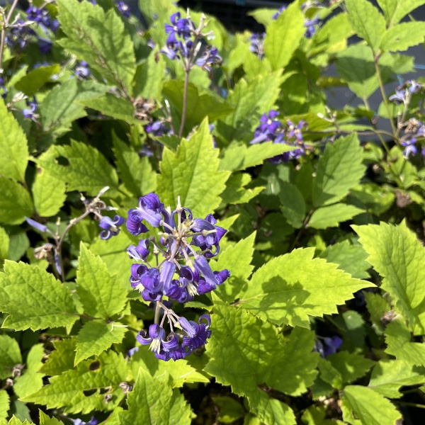 クレマチス：ニューラブ4号ポット