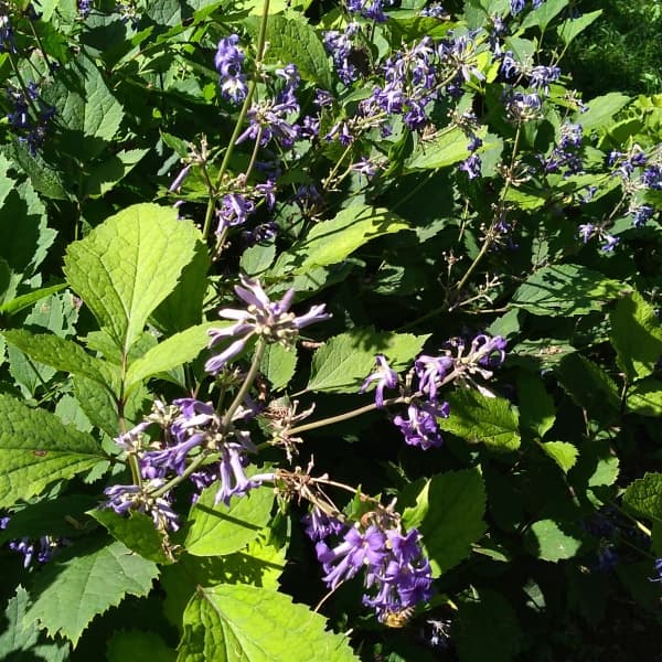 クレマチス：ニューラブ4号ポット