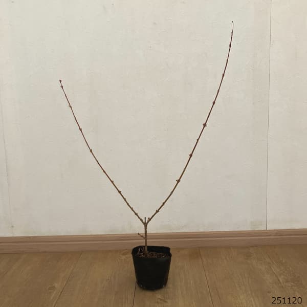 レンギョウ：クムソン3.5号ポット