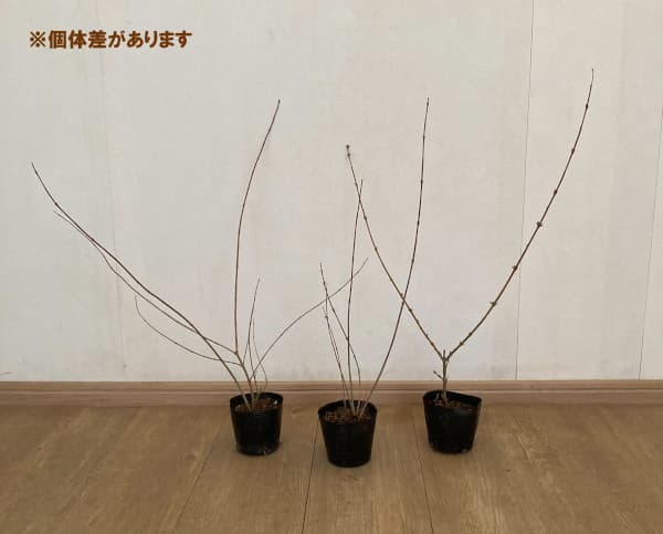 レンギョウ：クムソン3.5号ポット