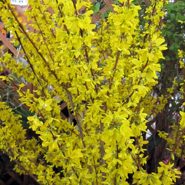 レンギョウ：クムソン3.5号ポット