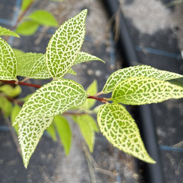 レンギョウ：クムソン3.5号ポット