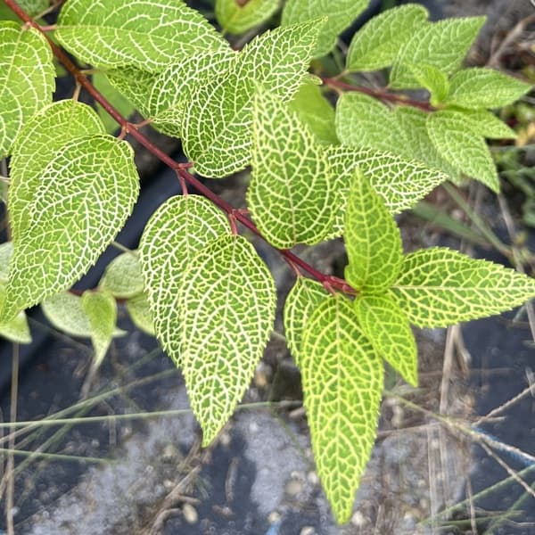 レンギョウ：クムソン3.5号ポット