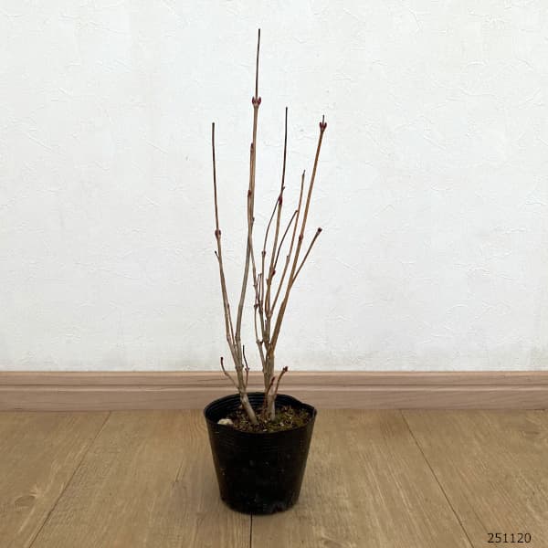 ビバーナム（アメリカカンボク）：ベイリーコンパクト3.5号ポット