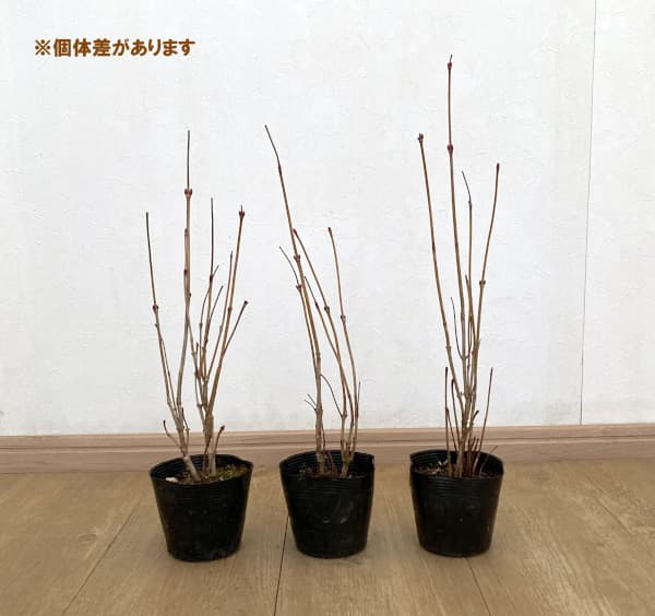 ビバーナム（アメリカカンボク）：ベイリーコンパクト3.5号ポット