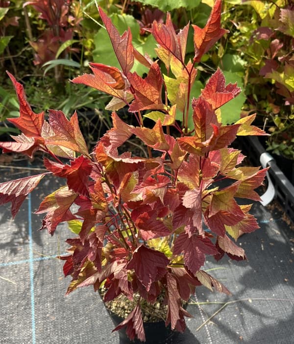 ビバーナム（アメリカカンボク）：ベイリーコンパクト3.5号ポット