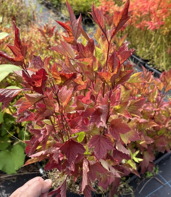 ビバーナム（アメリカカンボク）：ベイリーコンパクト3.5号ポット