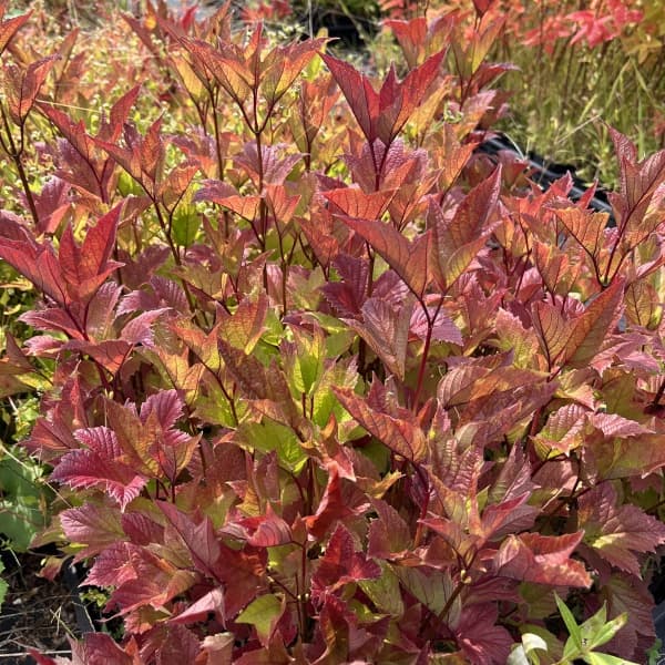 ビバーナム（アメリカカンボク）：ベイリーコンパクト3.5号ポット