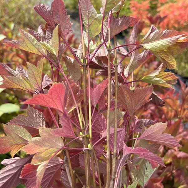 ビバーナム（アメリカカンボク）：ベイリーコンパクト3.5号ポット