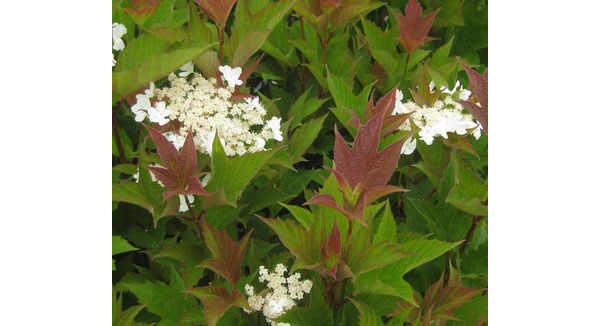 ビバーナム（アメリカカンボク）：ベイリーコンパクト3.5号ポット