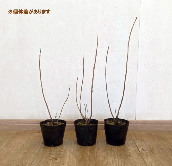 ウツギ：ウコンウツギ3.5号ポット