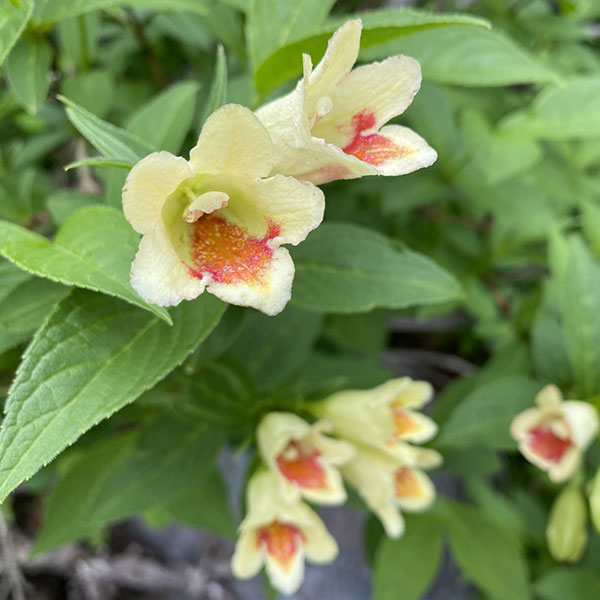 ウツギ：ウコンウツギ3.5号ポット