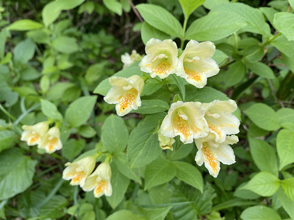 ウツギ：ウコンウツギ3.5号ポット