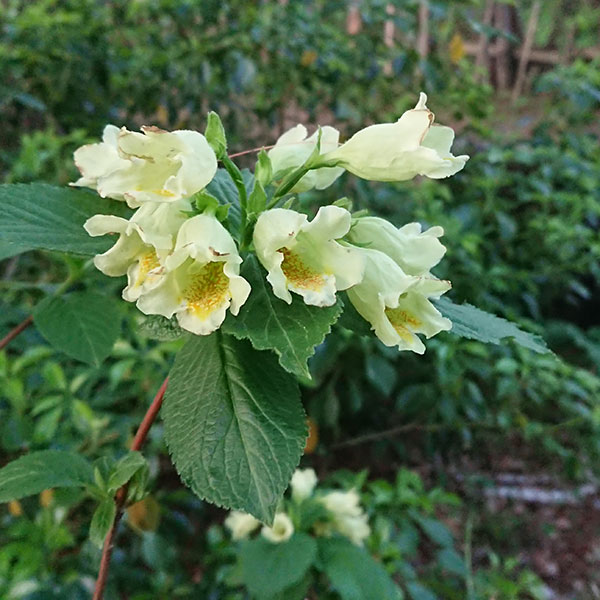 ウツギ：ウコンウツギ3.5号ポット