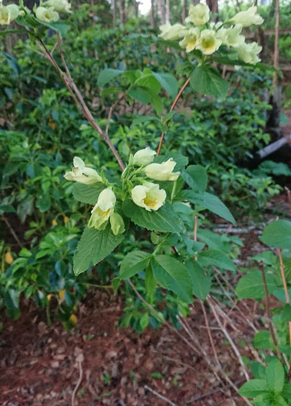 ウツギ：ウコンウツギ3.5号ポット