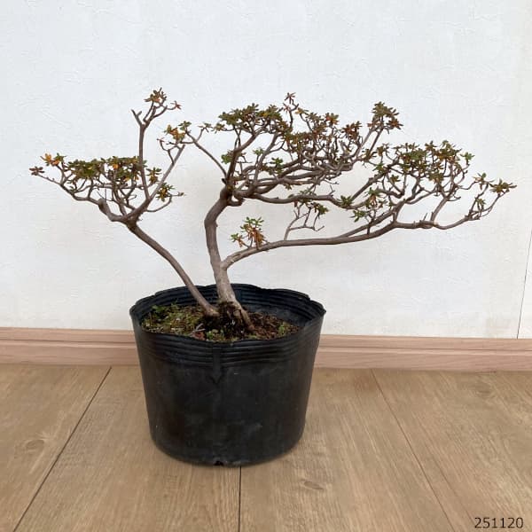 シャクナゲ:インペディタムシャクナゲ7号ポット