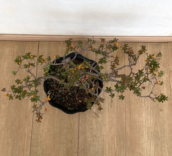 シャクナゲ:インペディタムシャクナゲ7号ポット