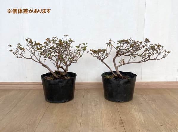 シャクナゲ:インペディタムシャクナゲ7号ポット