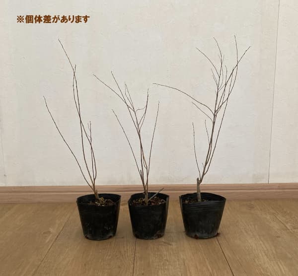 セイヨウコリヤナギ（サリックス・ナナ）3.5号ポット