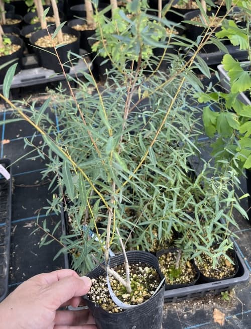 セイヨウコリヤナギ（サリックス・ナナ）3.5号ポット