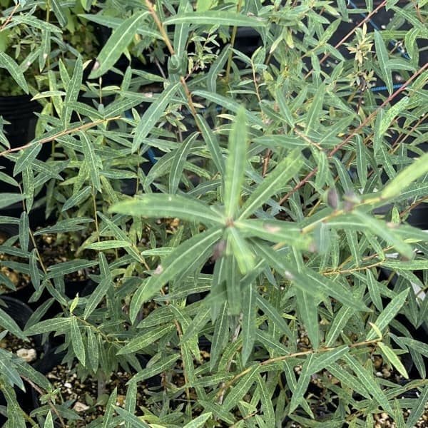 セイヨウコリヤナギ(サリックス・ナナ)3.5号ポット