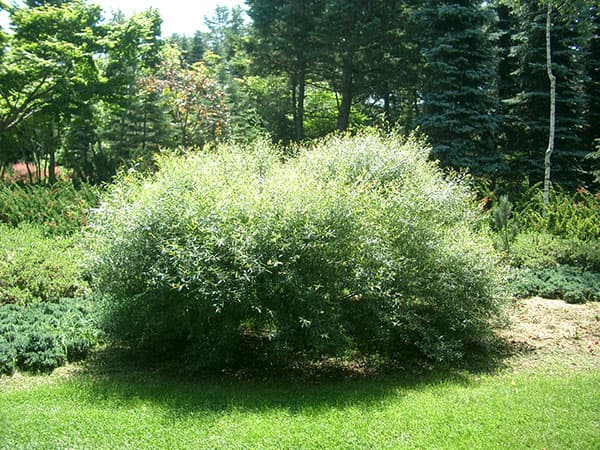 セイヨウコリヤナギ(サリックス・ナナ)3.5号ポット