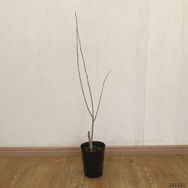 ポプラ：ニグラ4号ポット