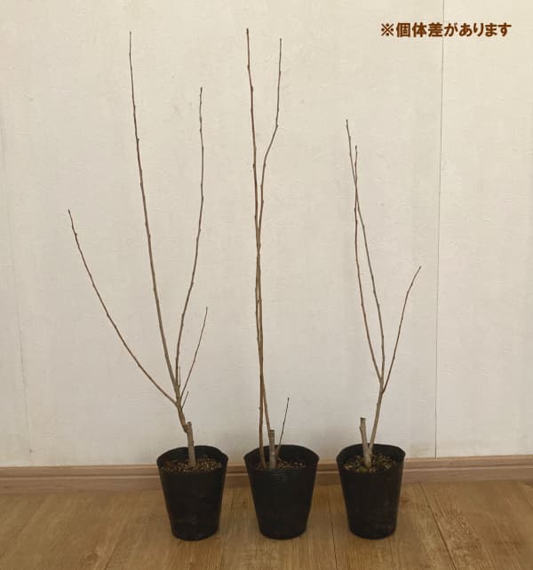 ポプラ：ニグラ4号ポット