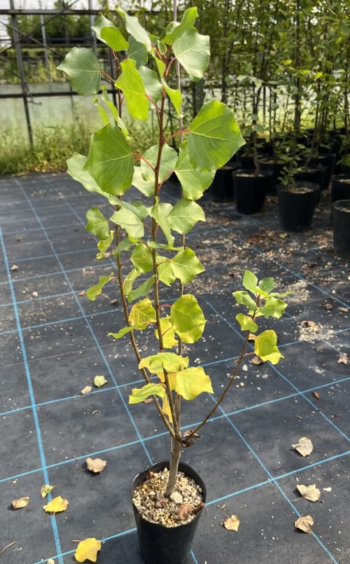 ポプラ：ニグラ4号ポット