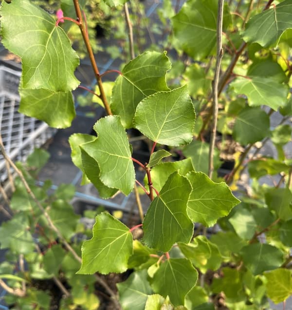 ポプラ：ニグラ4号ポット