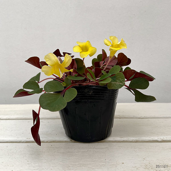 オキザリス：ペアリーフ3.5号ポット