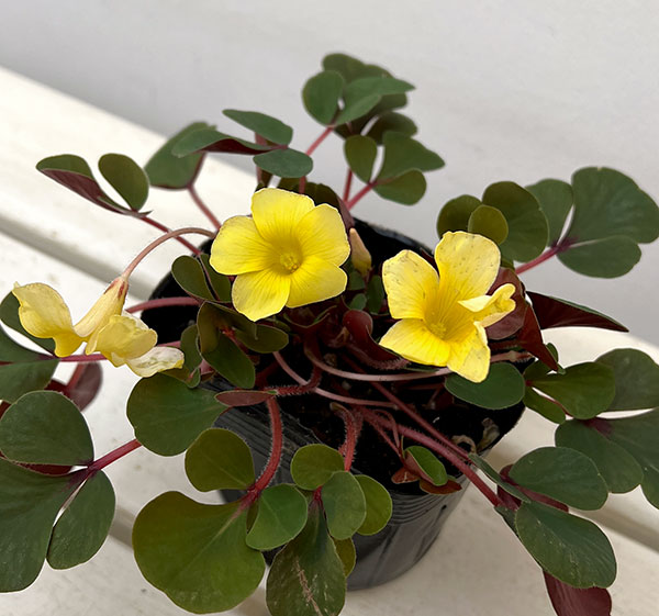 オキザリス：ペアリーフ3.5号ポット