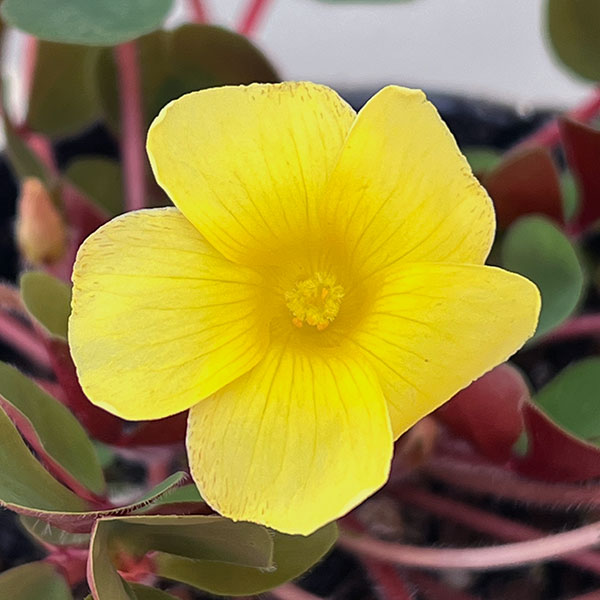 オキザリス：ペアリーフ3.5号ポット