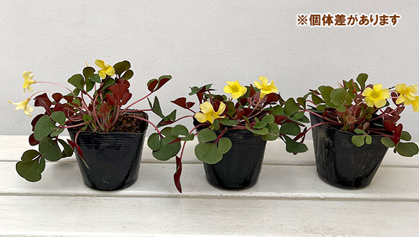 オキザリス：ペアリーフ3.5号ポット