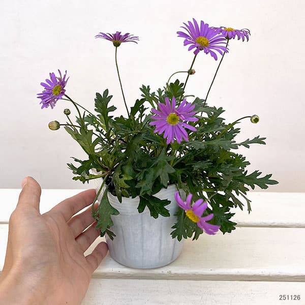 ブラキカム：フレスコ　パープル3-3.5号ポット