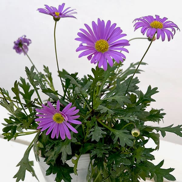 ブラキカム：フレスコ　パープル3-3.5号ポット