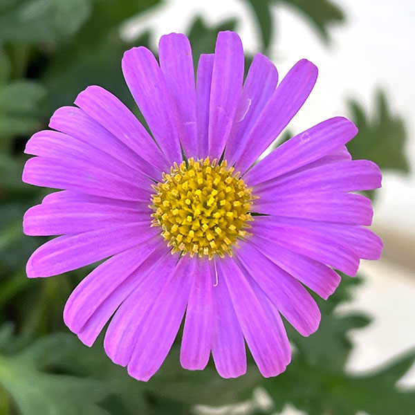 ブラキカム：フレスコ　パープル3-3.5号ポット