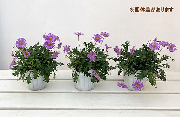 ブラキカム：フレスコ　パープル3-3.5号ポット