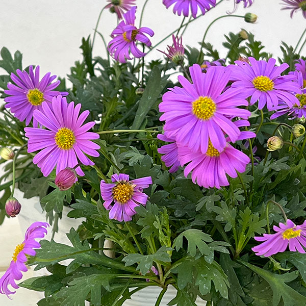 ブラキカム：フレスコ　パープル3-3.5号ポット