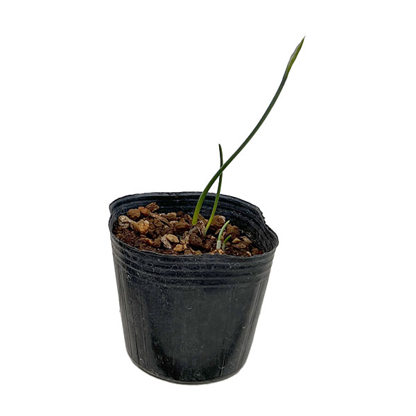 水仙:ヴィリディフロラス 3球植え