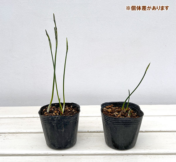 水仙:ヴィリディフロラス 3球植え