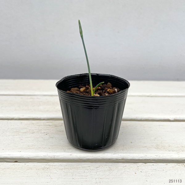 水仙:ヴィリディフロラス 2球植え