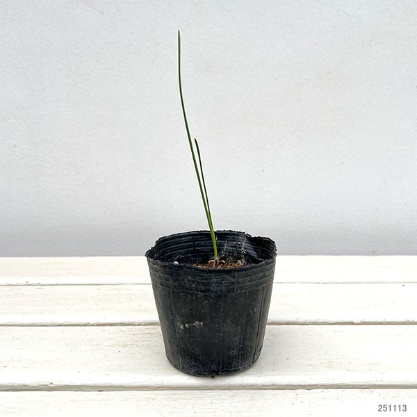 水仙:ヴィリディフロラス 1球植え