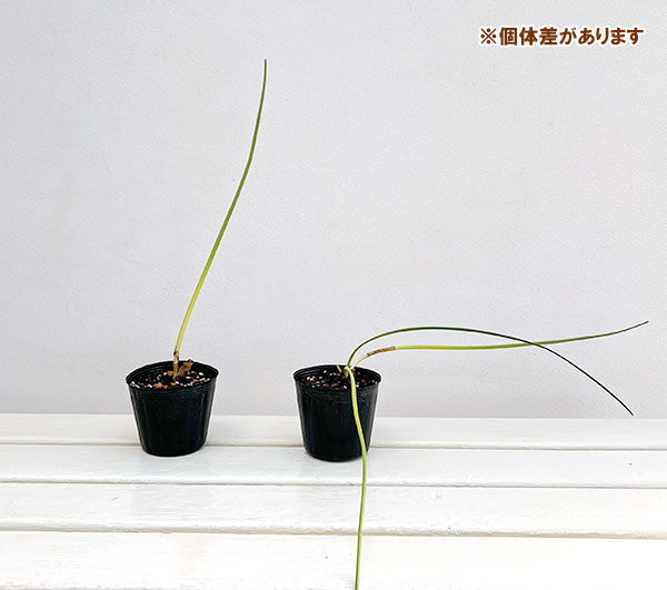 水仙：ヴィリディフロラス　3号ポット