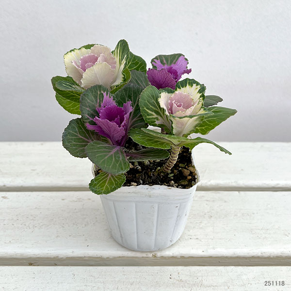 ハボタン(葉牡丹):プラチナケール クリスタル デュエット寄せ植え3号ポット