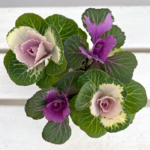 ハボタン(葉牡丹):プラチナケール クリスタル デュエット寄せ植え3号ポット